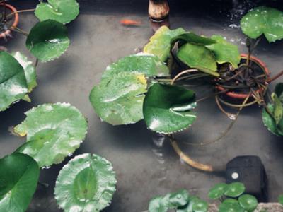 Xiamen Green Liana Hostel 外观 照片